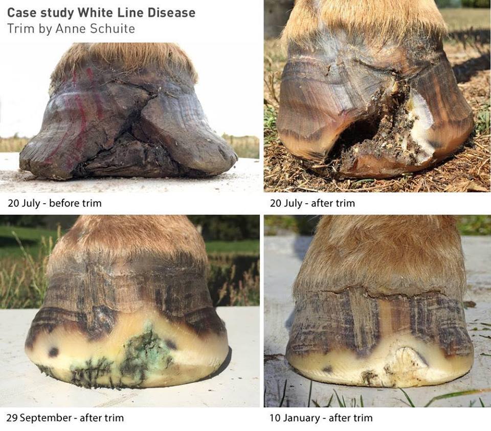 Does Hoof Trimming Hurt Horses at Robbie Gildersleeve blog